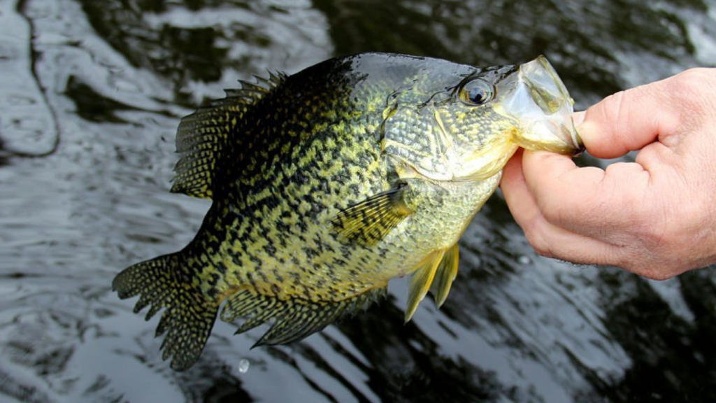 Crappie Black