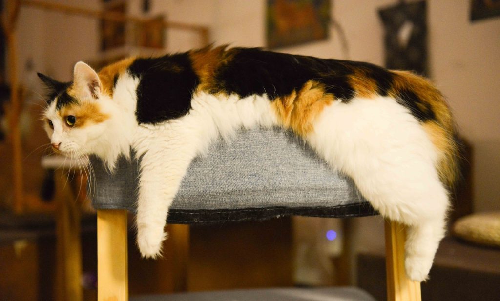 Are Calico Cats All Female?