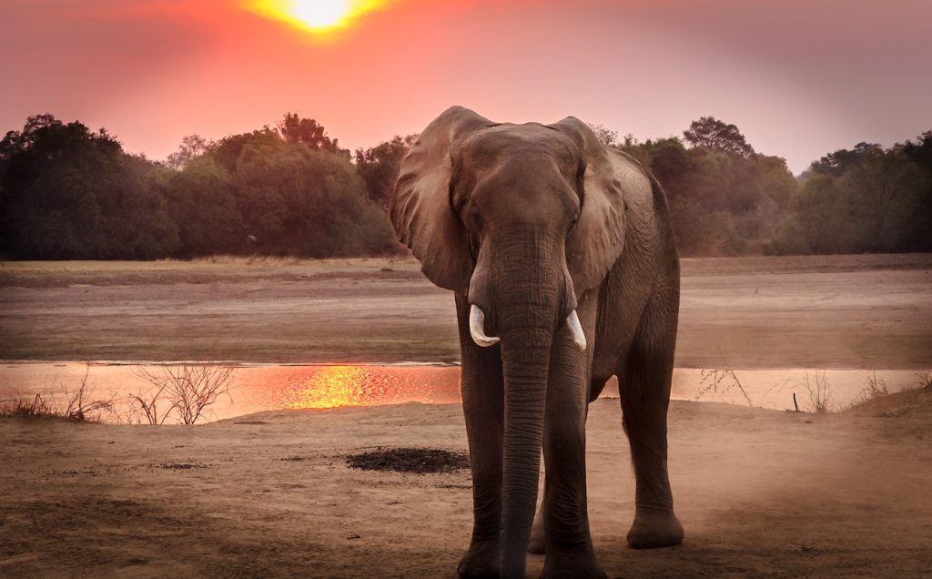 List of Wild Animals and Endangered Species of Africa Credit : pexels.com Elephant