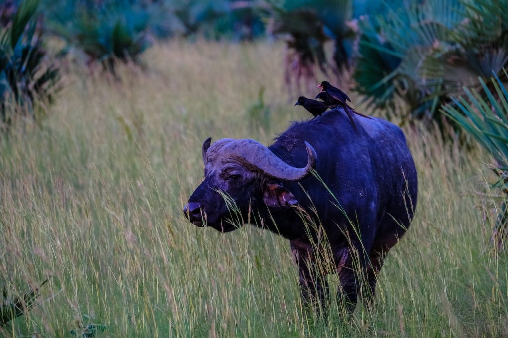 List of Wild Animals and Endangered Species of Africa Credit : pexels.com