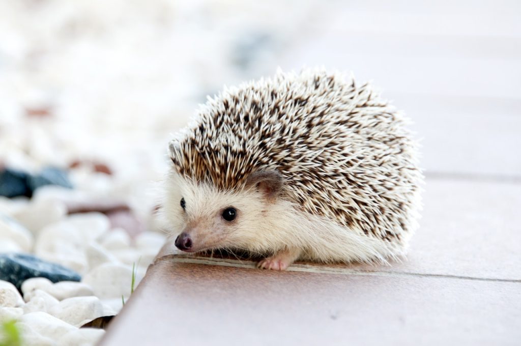 How Big Does a Hedgehog Get? Credit : pexels.com