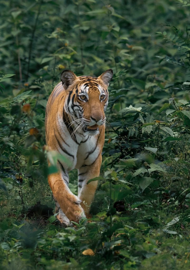 How many tiger are left Credit : Pexels.com