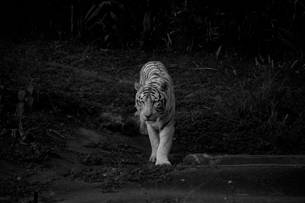How many tiger are left Credit : Pexels.com