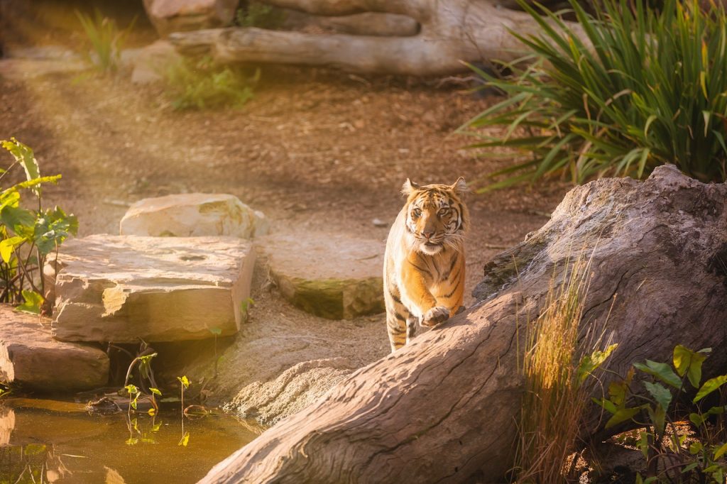 How many tiger are left Credit : Pexels.com