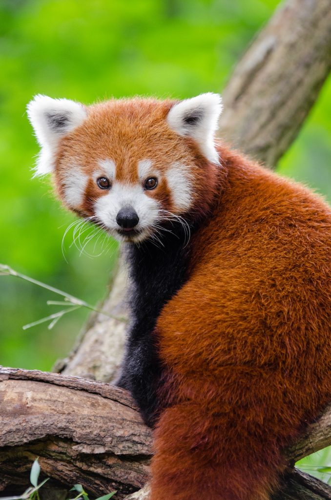 What Habitat Does a Red Panda Live In Credit : pexels.com