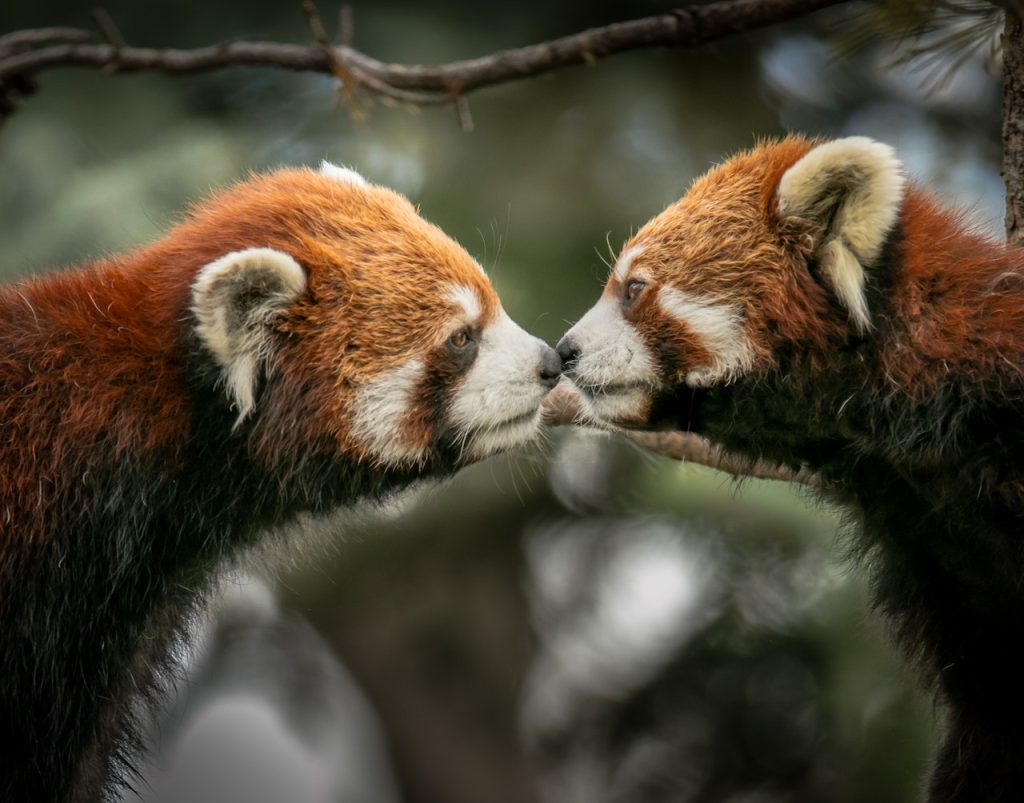 What Habitat Does a Red Panda Live In Credit : pexels.com