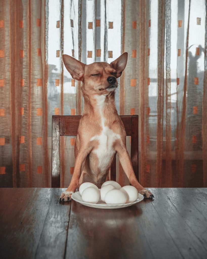 Can Dogs Eat Boiled Eggs Credit : pexels.com